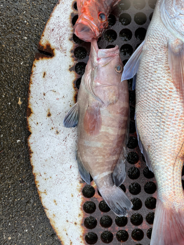 マハタの釣果