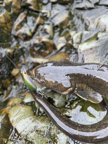 ナマズの釣果