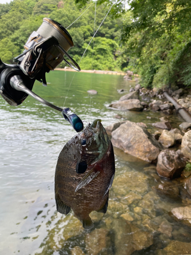 ブルーギルの釣果