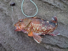 カサゴの釣果