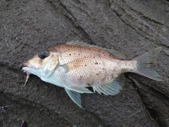 メイチダイの釣果