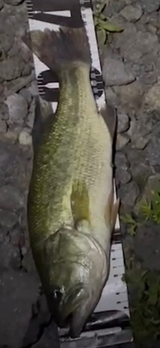 ブラックバスの釣果