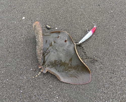 ツバクロエイの釣果