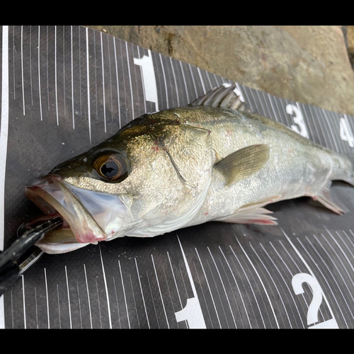 スズキの釣果