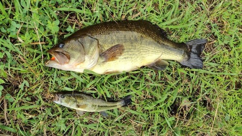 ブラックバスの釣果