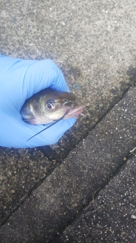 アメリカナマズの釣果