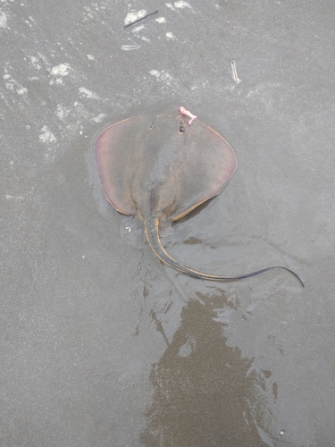 アカエイの釣果