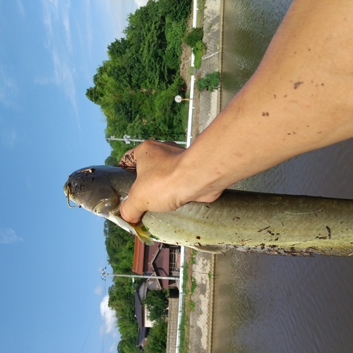 マナマズの釣果