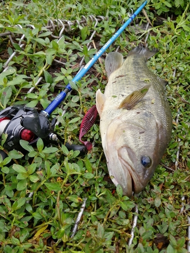 ラージマウスバスの釣果