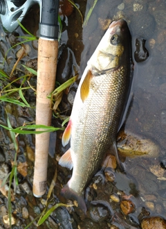 エゾウグイの釣果