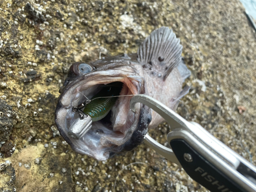 マゾイの釣果