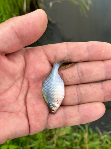 タイリクバラタナゴの釣果