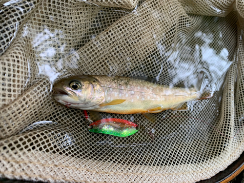 エゾイワナの釣果