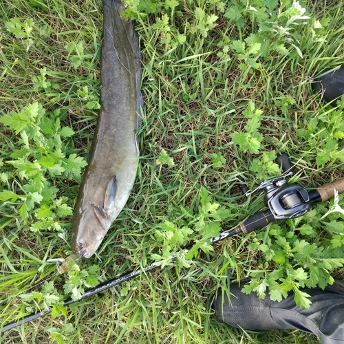 マナマズの釣果