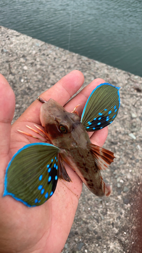 ホウボウの釣果