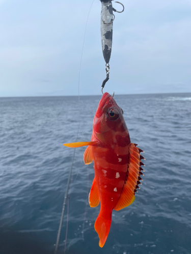 アカハタの釣果