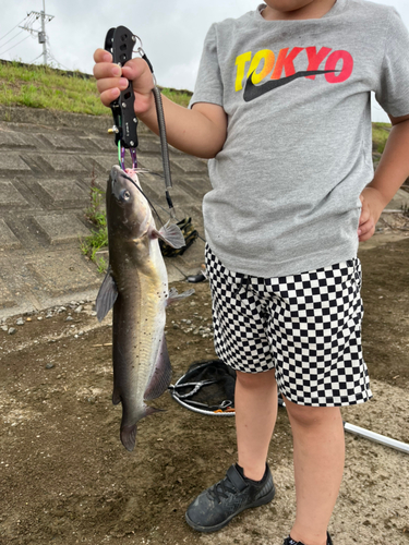 アメリカナマズの釣果