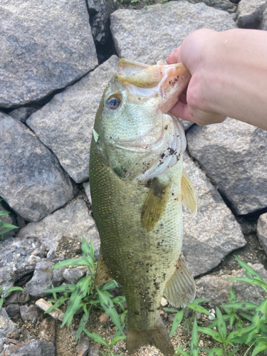 ブラックバスの釣果