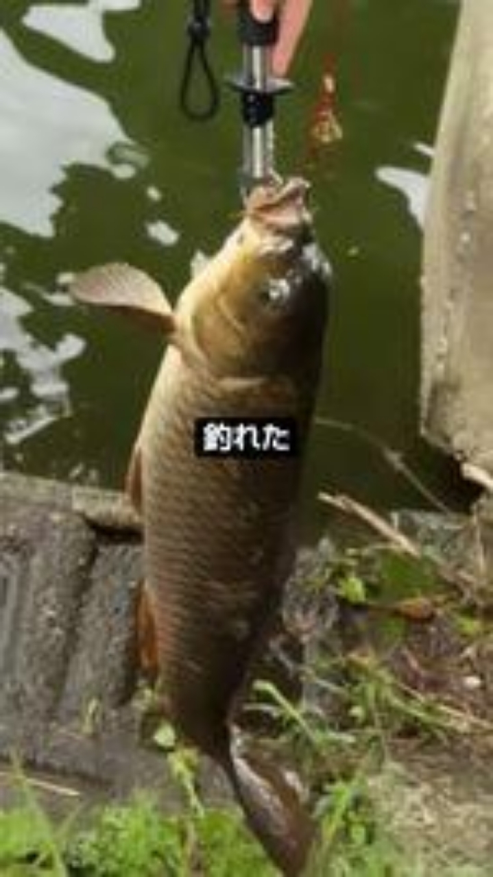 SHIMANO 20ワールドシャウラ ドリームツアーエディション 1603RS SHIMANO 20ワールドシャウラ ドリームツアーエディション 1603RS