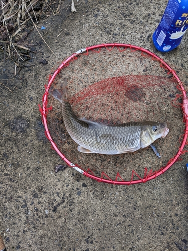 ニゴイの釣果