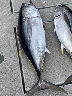 メバチマグロの釣果