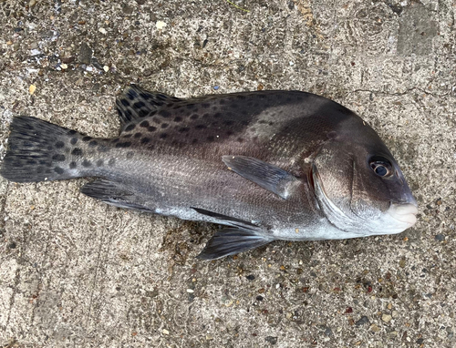 コショウダイの釣果