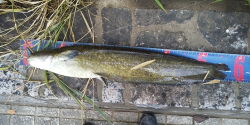 ニホンナマズの釣果