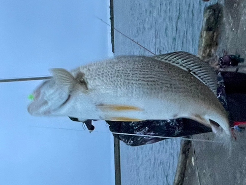 イシモチの釣果