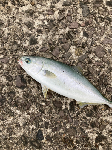 モジャコの釣果