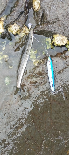 カマスの釣果