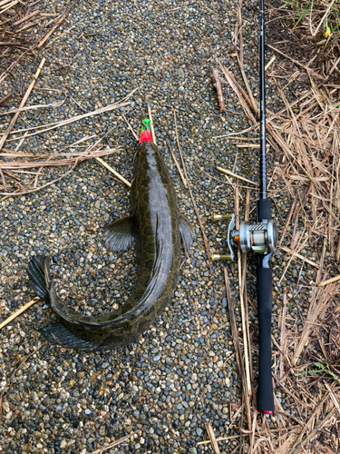 ライギョの釣果