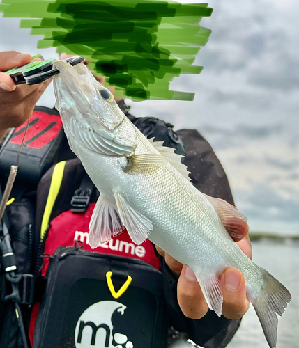 ヒラスズキの釣果