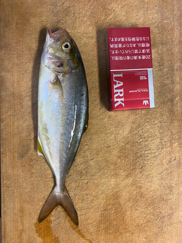 ショゴの釣果