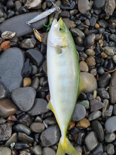 ワカシの釣果