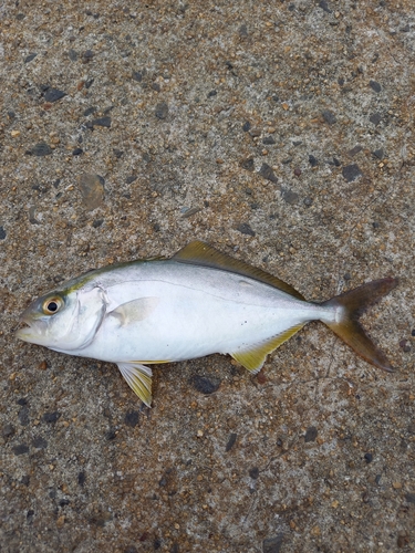 ショゴの釣果