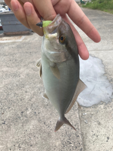 ショゴの釣果