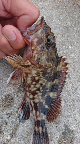 カサゴの釣果