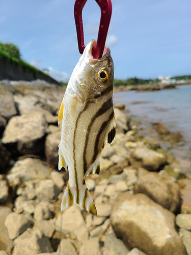 クワガナーの釣果