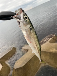 サバの釣果