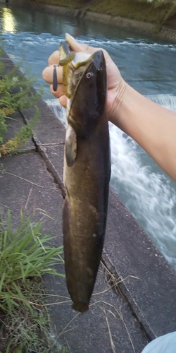 ニホンナマズの釣果