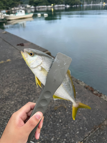 ショゴの釣果