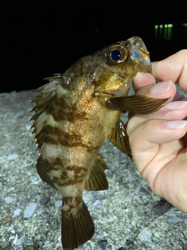 メバルの釣果