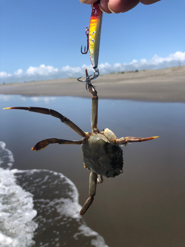 カニの釣果