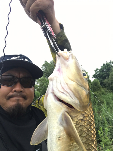 ニゴイの釣果