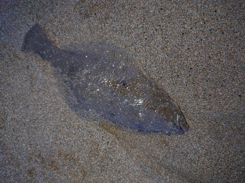 ソゲの釣果