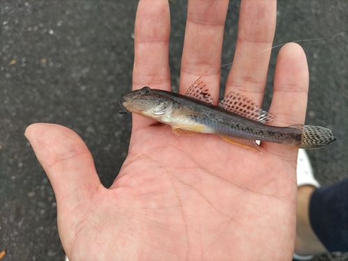 マハゼの釣果