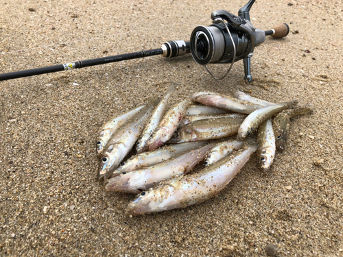 キスの釣果