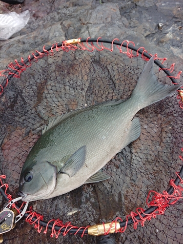 メジナの釣果