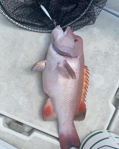 コブダイの釣果