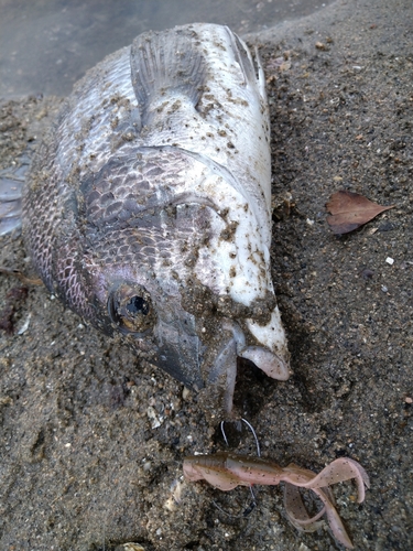 チヌの釣果